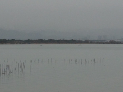 琵琶湖大橋西詰めから眺めた南湖はごく弱い雨でほとんど無風のベタナギ。釣り中のボートがポツリポツリと見えるだけで湖上はガラ空きです（2月24日10時頃）