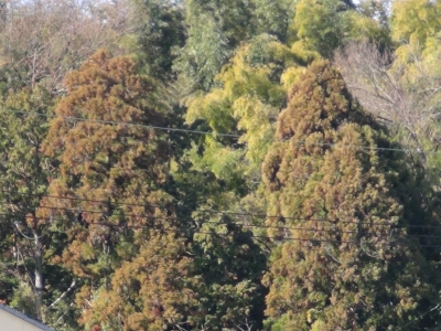 衣川の山手のスギの木は真っ茶色ですでに花粉飛散のピークに突入してそうです（2月28日9時25分頃）
