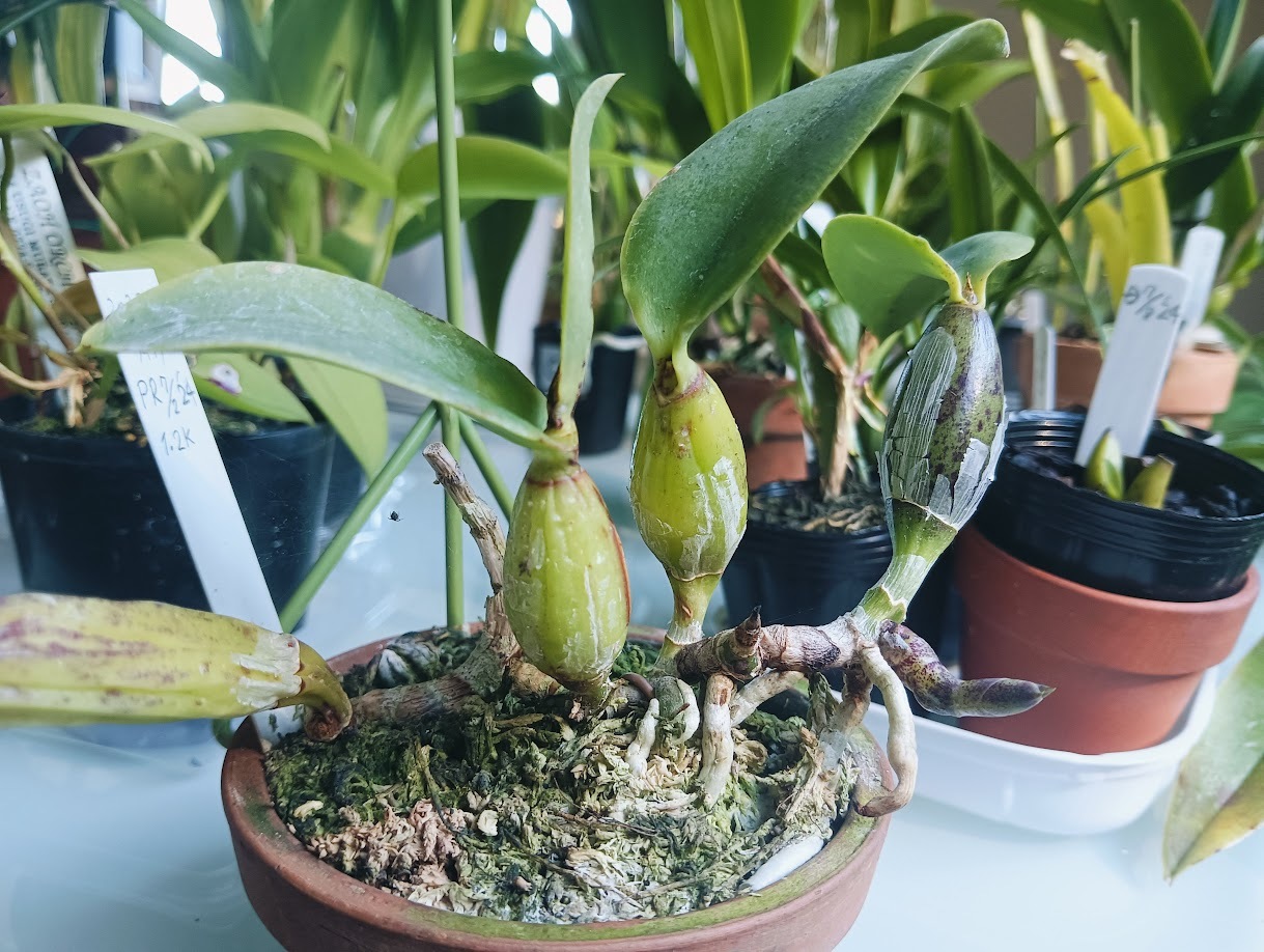 カトレア ワルケリアナに花芽か？ (C. walkeriana semi-alba