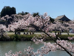 2024年4月篠山の桜1