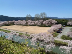 2024年4月篠山の桜2
