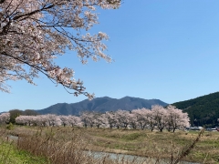 2024年4月篠山の桜4