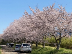 2024年4月篠山の桜5