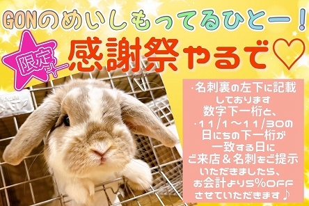 神戸六甲道店】おしゃれうさぎさんたち大集合☆彡 | うさぎ専門