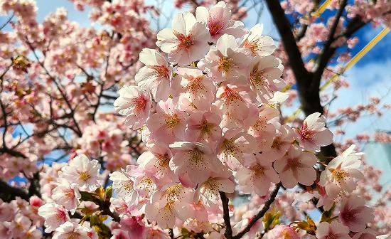 千種駅西の早咲き桜