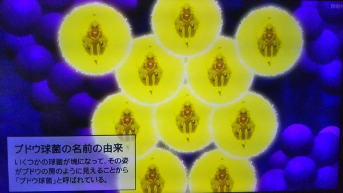 はたらく細胞の黄色ブドウ球菌2