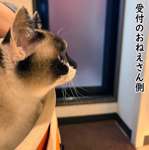お嬢さんの視線４