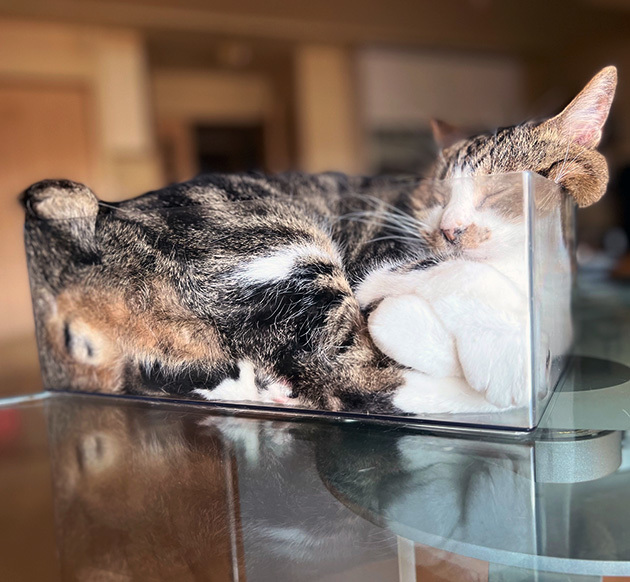 本猫がイイのなら１