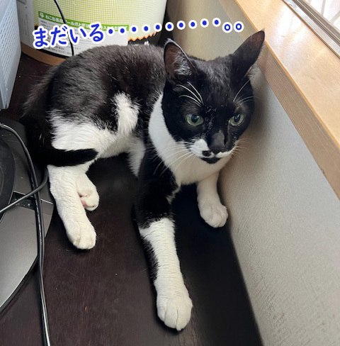 まだいる２