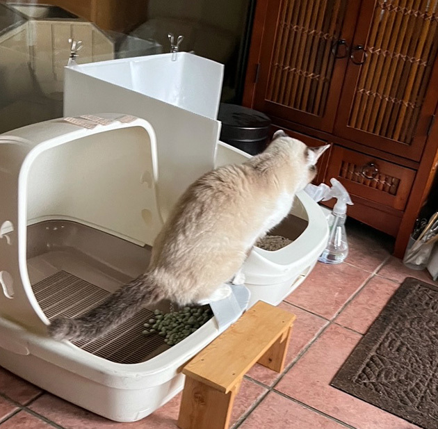 しょぼい２