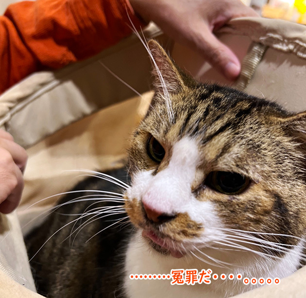 何でボクが４